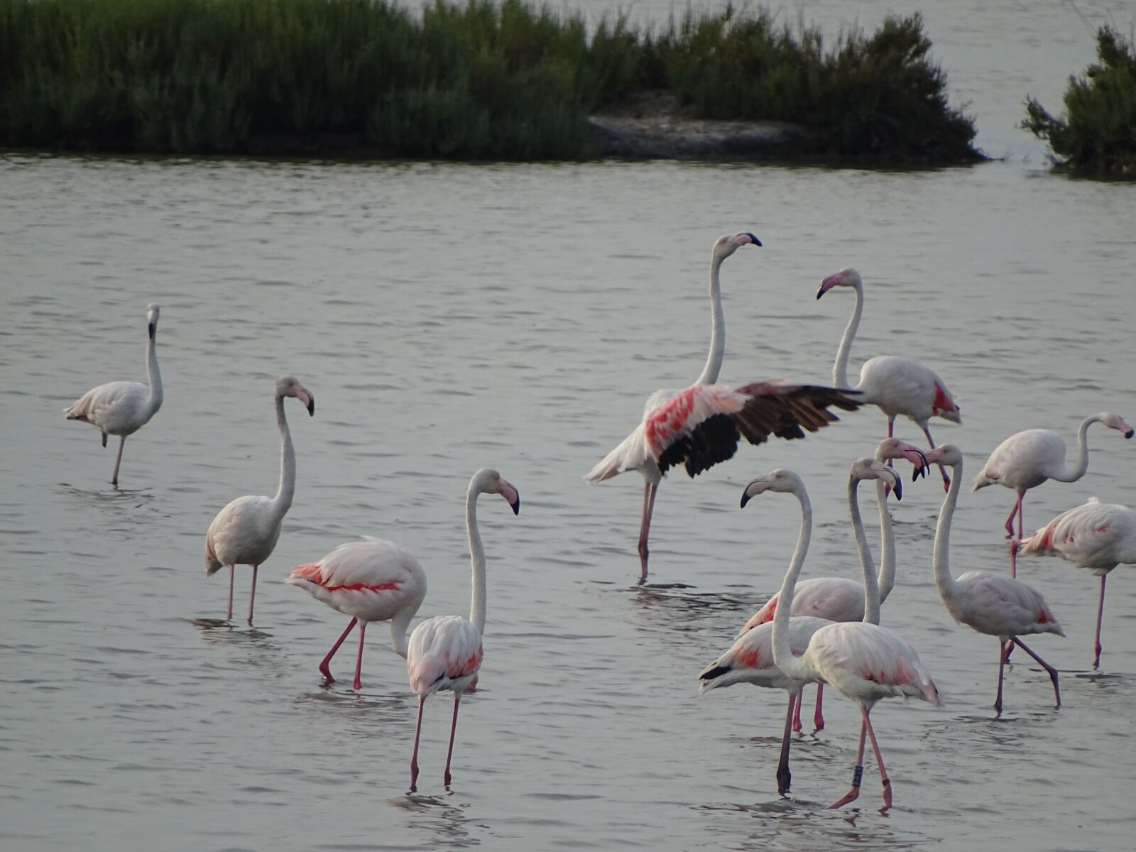 Sony Cyber-shot DSC-HX400V sample photo. Flamingo, water, nature photography
