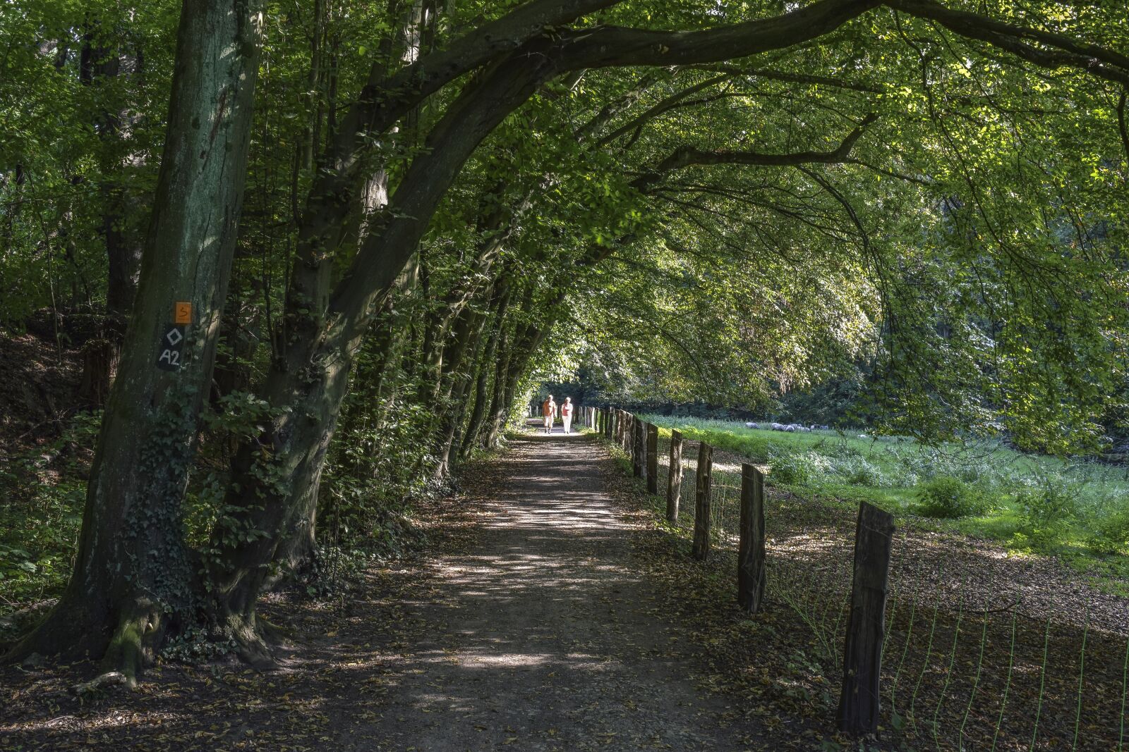 Nikon D3300 sample photo. Away, forest, path photography