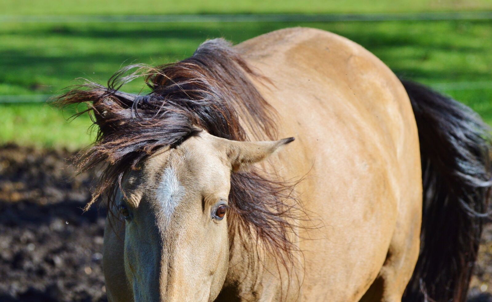 Nikon D3200 sample photo. Horse, ride, reiter photography