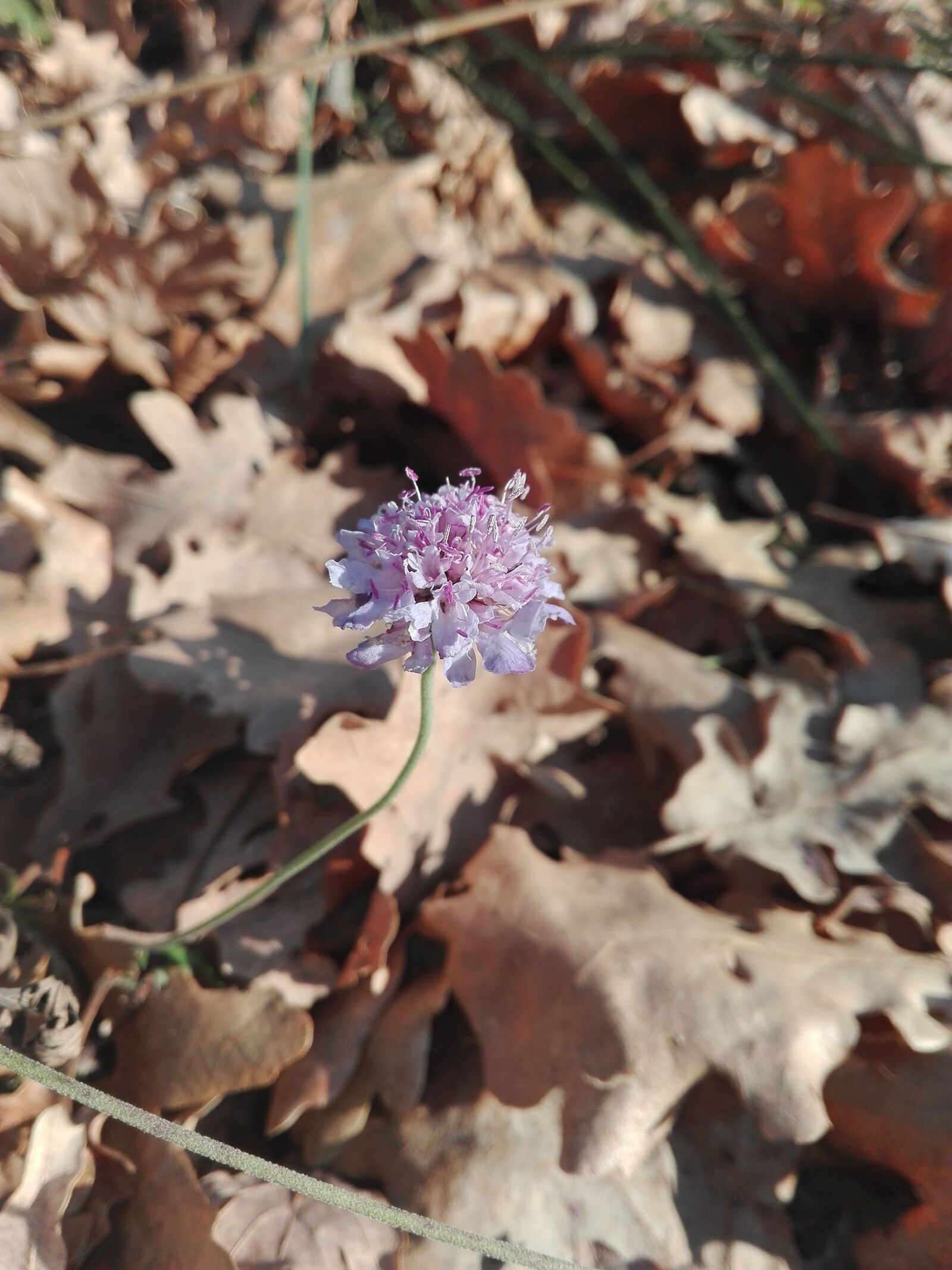 HUAWEI P8 Lite sample photo. Flower, leaves, autumn photography
