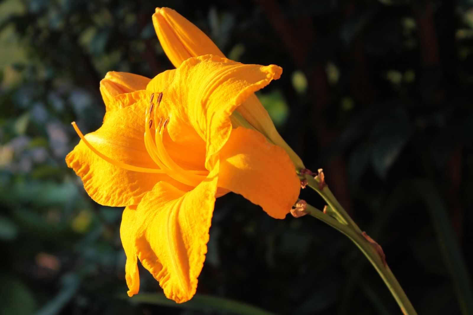 Canon EOS 1100D (EOS Rebel T3 / EOS Kiss X50) sample photo. Yellow, gold, lily photography