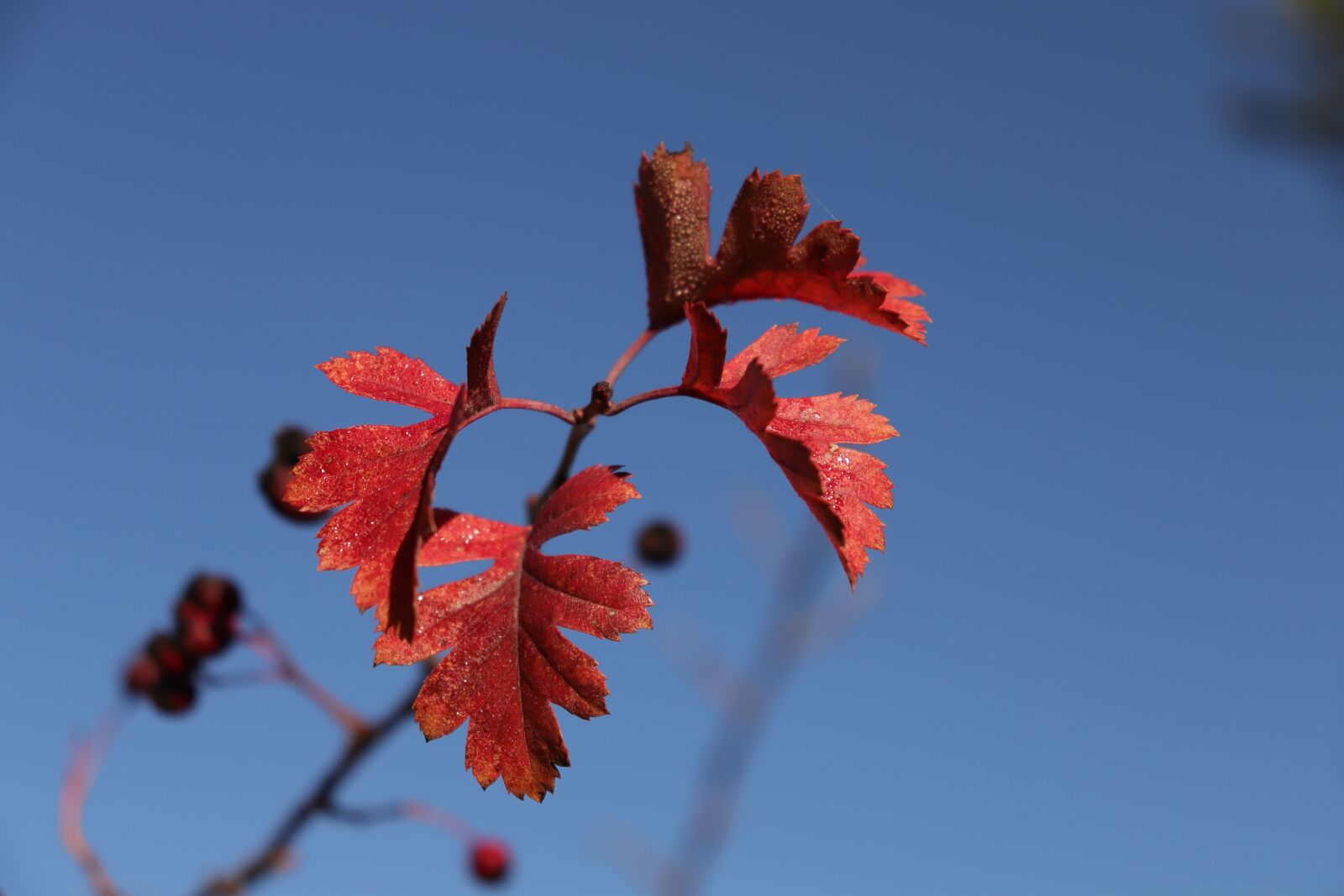 Canon EOS 800D (EOS Rebel T7i / EOS Kiss X9i) sample photo. Oto o, autumn leaves photography