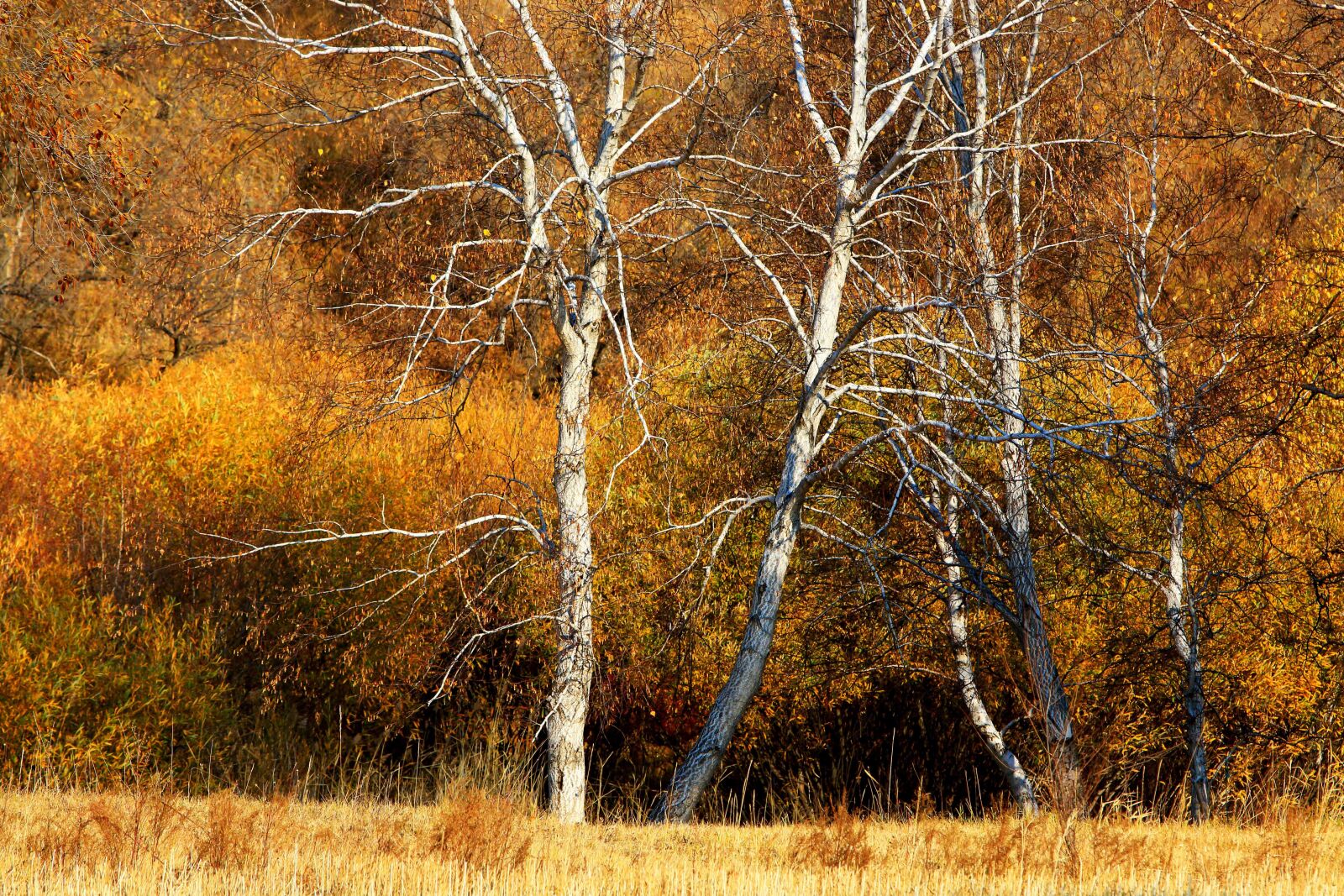 Canon EOS 70D + Canon EF 70-200mm F2.8L IS USM sample photo. Autumn, the scenery, tree photography