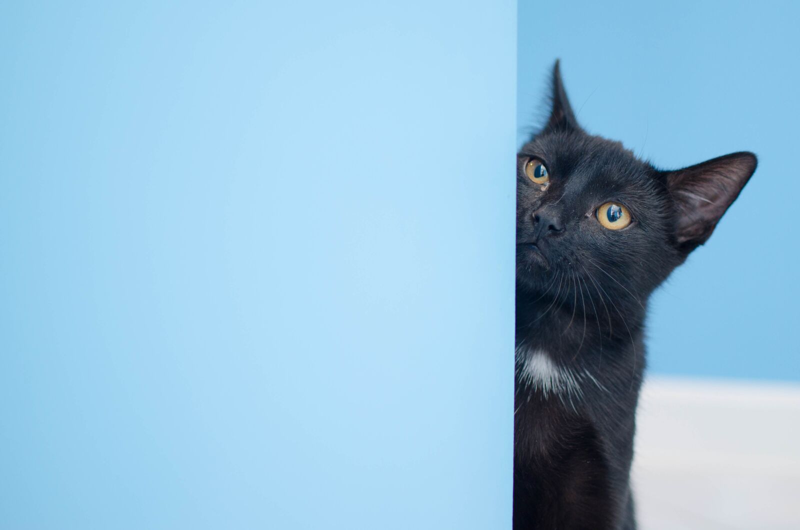 Nikon D7000 sample photo. Cat, black cat, cat photography