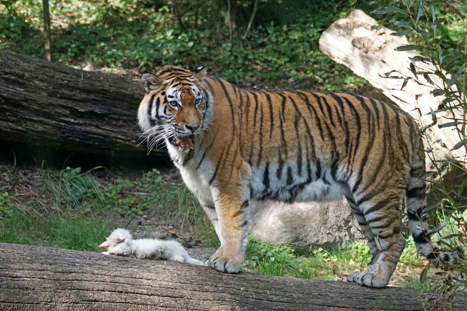 Sony 70-400mm F4-5.6 G SSM sample photo. Tiger, amurtiger, predator photography