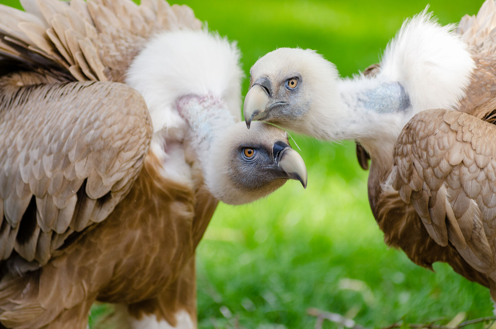 AF Zoom-Nikkor 80-200mm f/2.8 ED sample photo. Brown, and, white, vultures photography