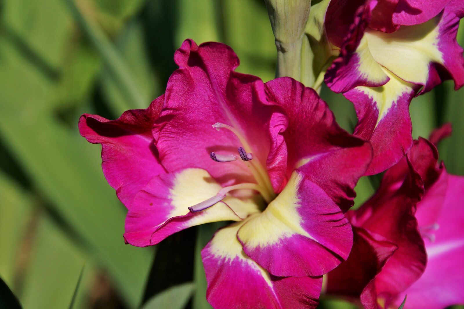Sony SLT-A58 + Sony DT 18-70mm F3.5-5.6 sample photo. Gladiolus, gladidus, butterfly greenhouse photography