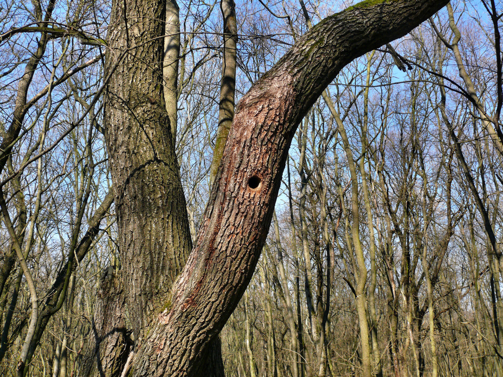 Panasonic DMC-FZ50 sample photo. Nest photography