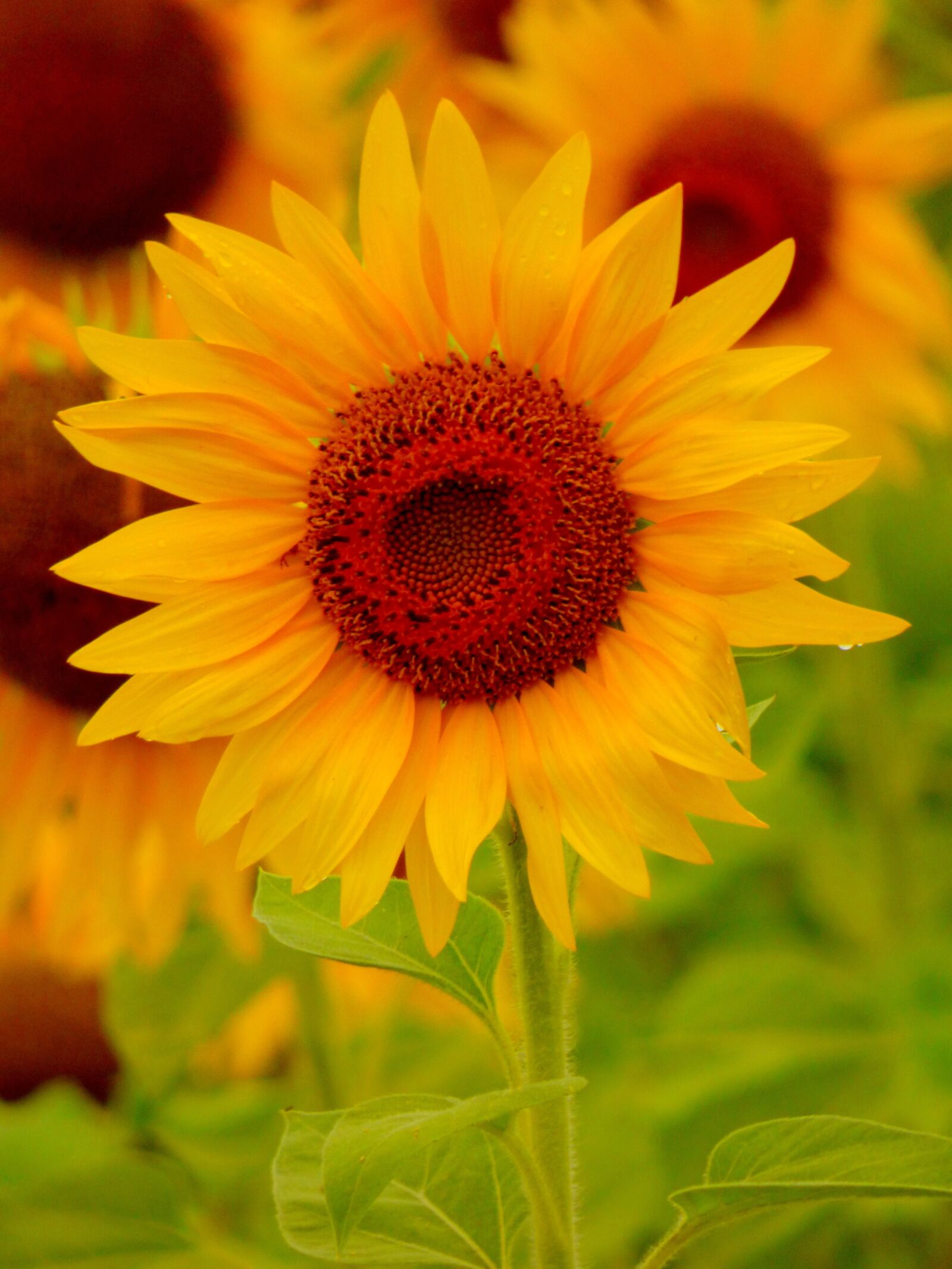 Panasonic DMC-FZ72 sample photo. Sunflower, yellow, flower photography