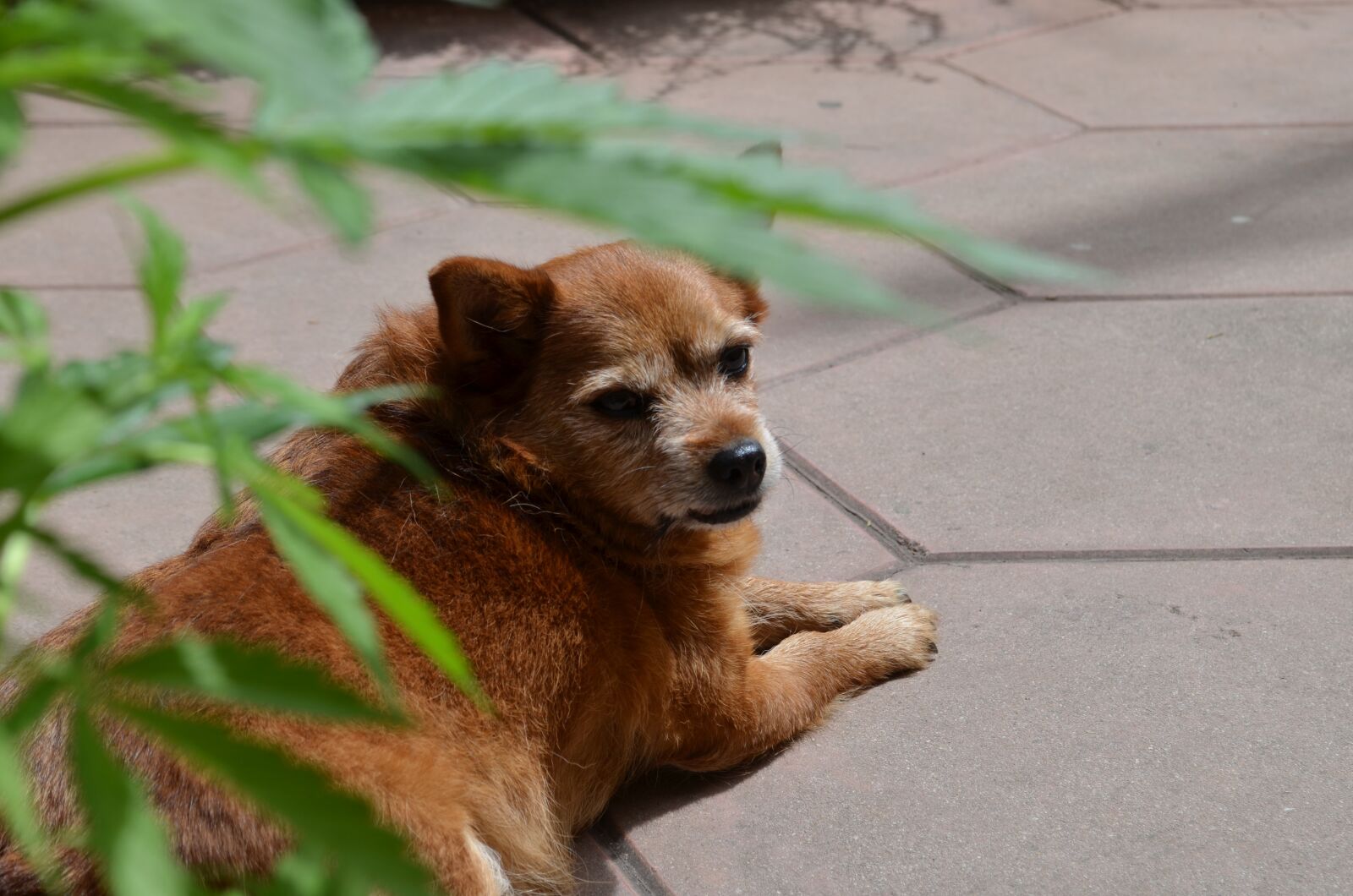 Nikon D5100 sample photo. Dog, cannabis, cbd photography