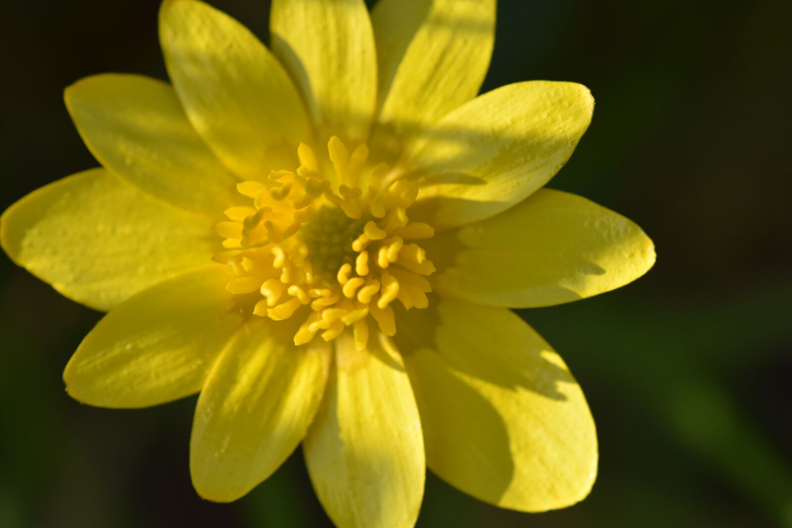 Nikon D5600 sample photo. Flowers, flower, buttercup photography