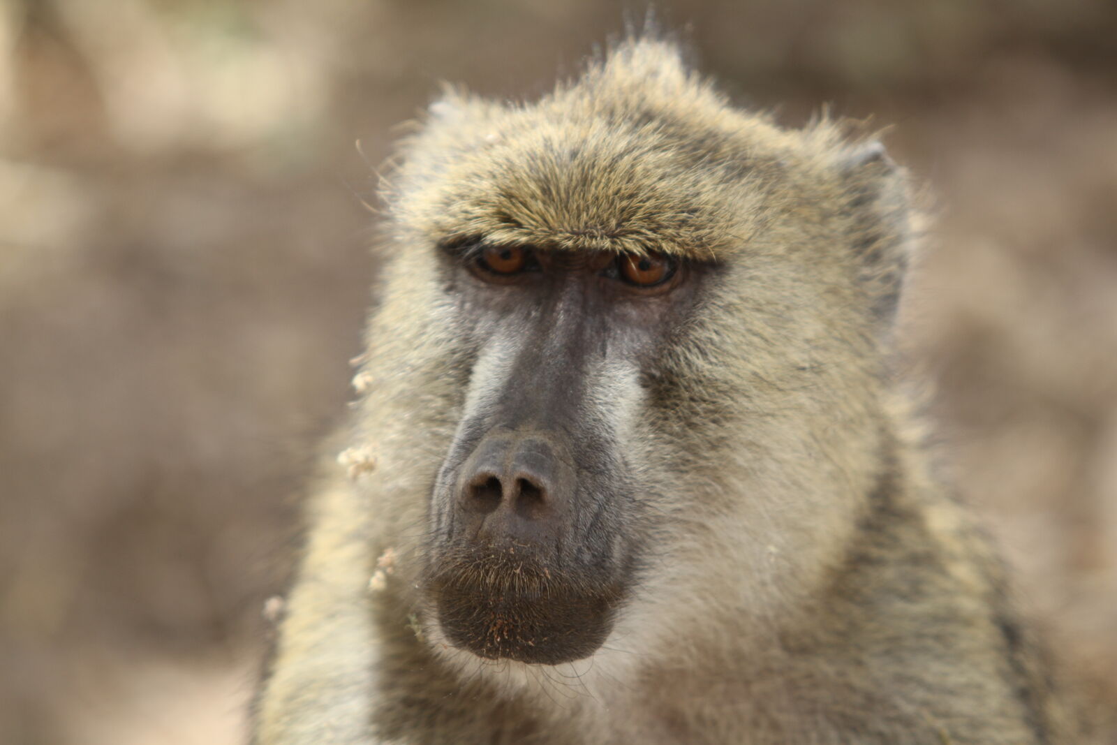 Canon EOS 7D + Canon EF 70-200mm F2.8L USM sample photo. Tan, and, brown, baboon photography