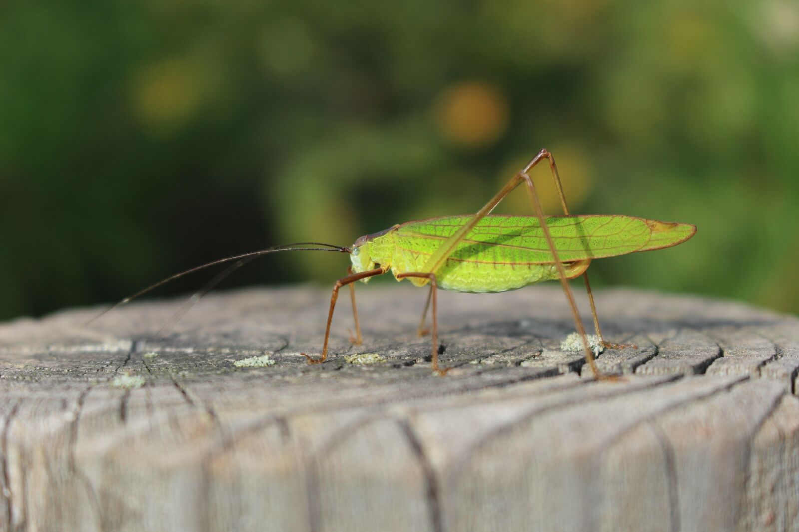 Canon EOS 100D (EOS Rebel SL1 / EOS Kiss X7) sample photo. Nature, insects, forest photography