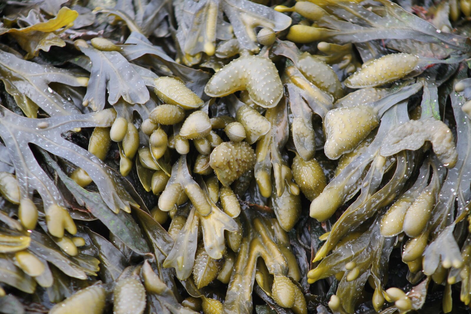 Canon EF75-300mm f/4-5.6 sample photo. Nature, food, seaweed photography
