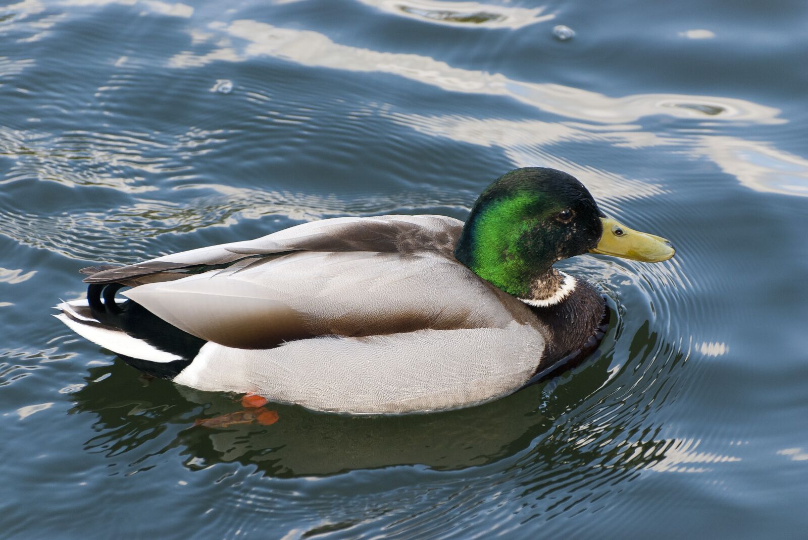 Nikon D80 sample photo. Ducks, park, pond photography
