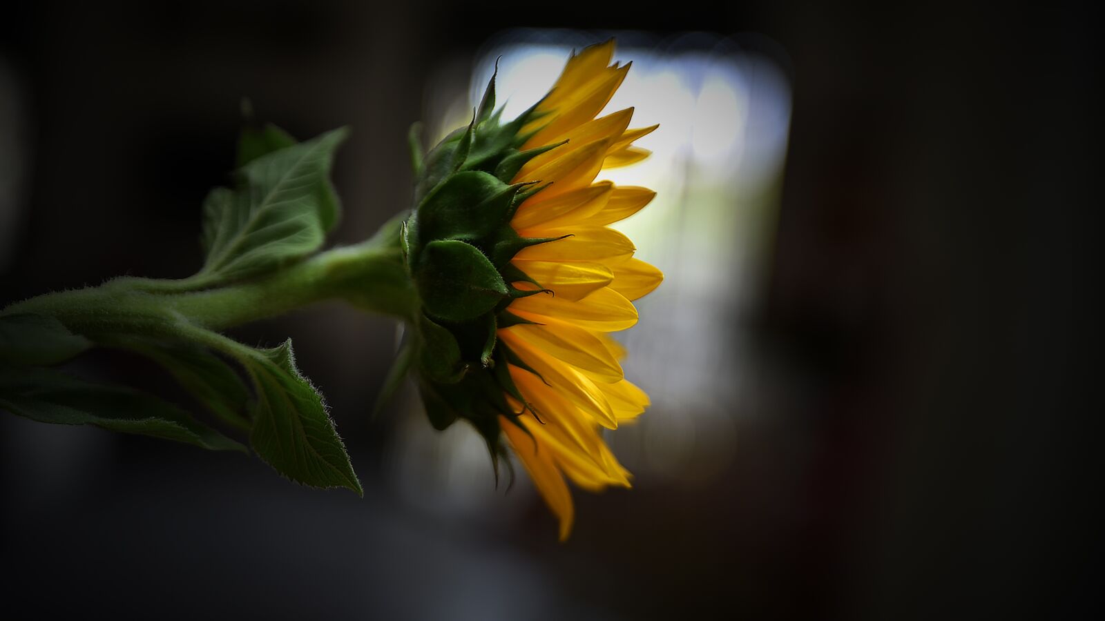 Nikon D750 sample photo. Sun, sunflower, flower photography