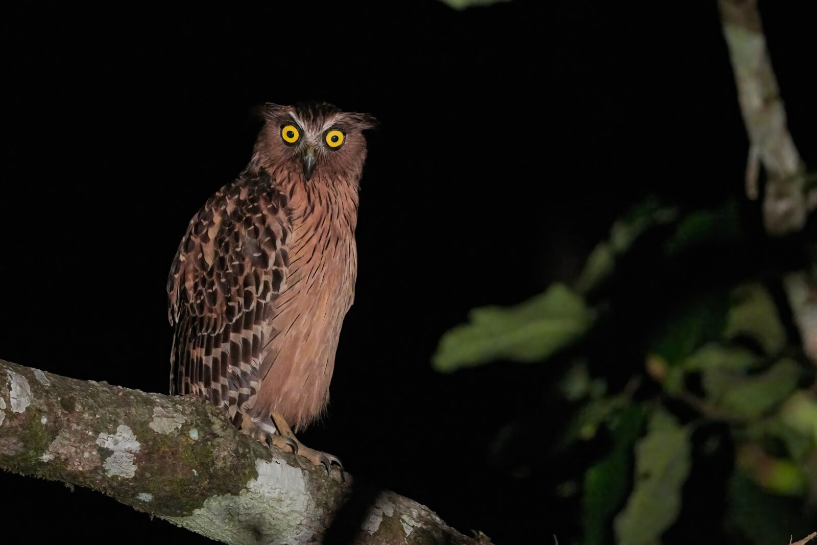 Nikon D850 sample photo. Bird, owl, wildlife photography