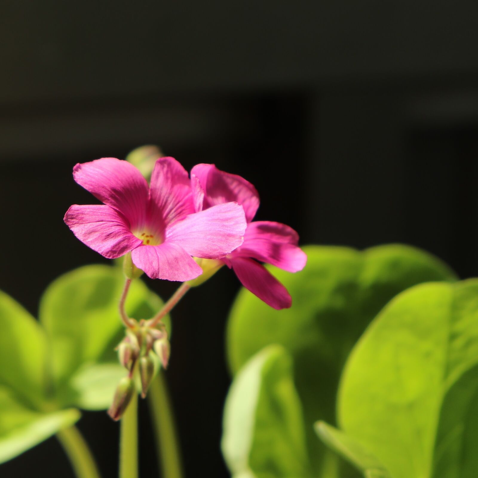 Canon EOS 800D (EOS Rebel T7i / EOS Kiss X9i) sample photo. Flower, flowers, plant photography