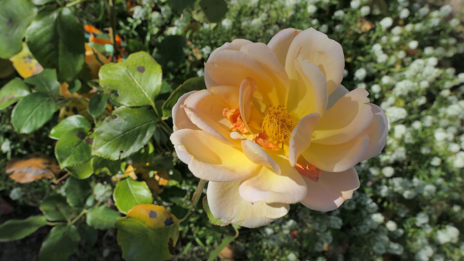 Panasonic Lumix DMC-LX10 (Lumix DMC-LX15) sample photo. Rose, tea, flower photography