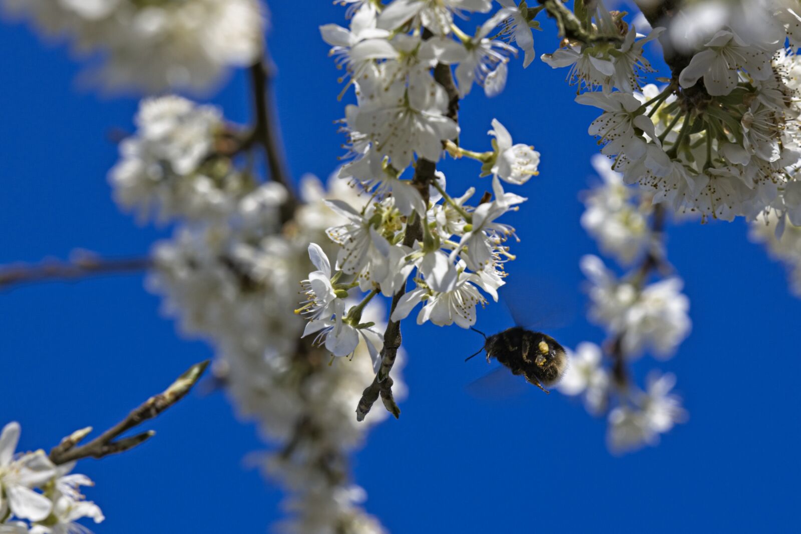 Canon EOS R sample photo. Plum tree, plums, blossom photography