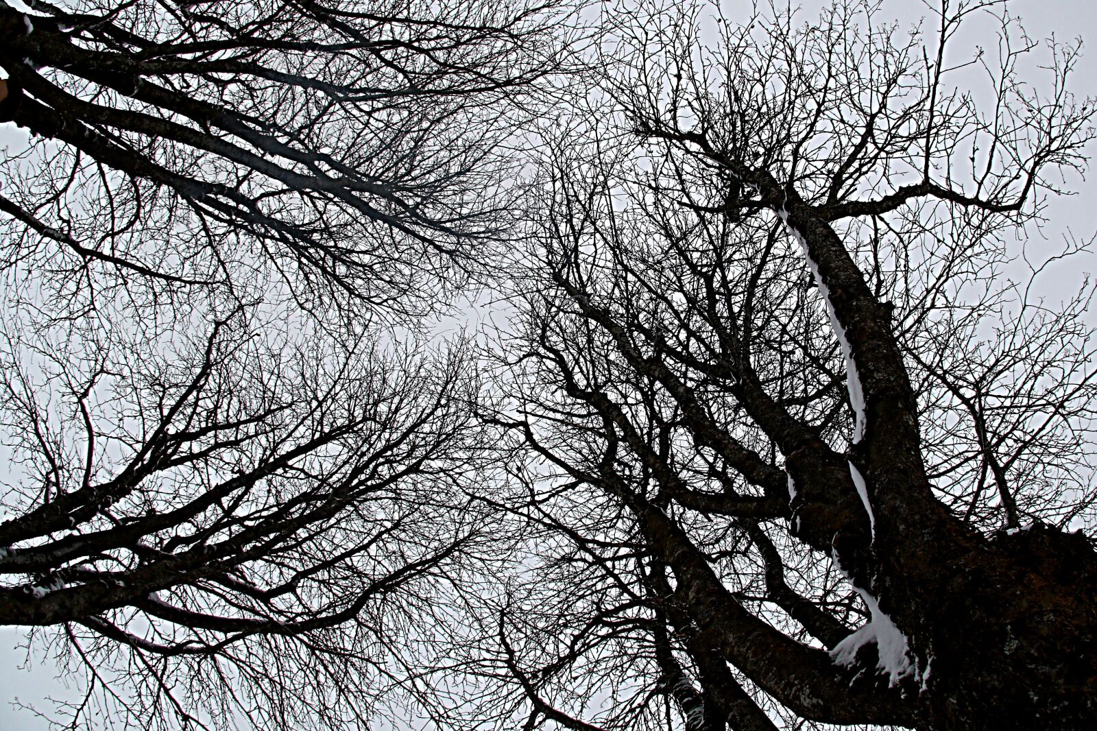 Canon EOS 7D Mark II sample photo. Tree, branch, winter photography