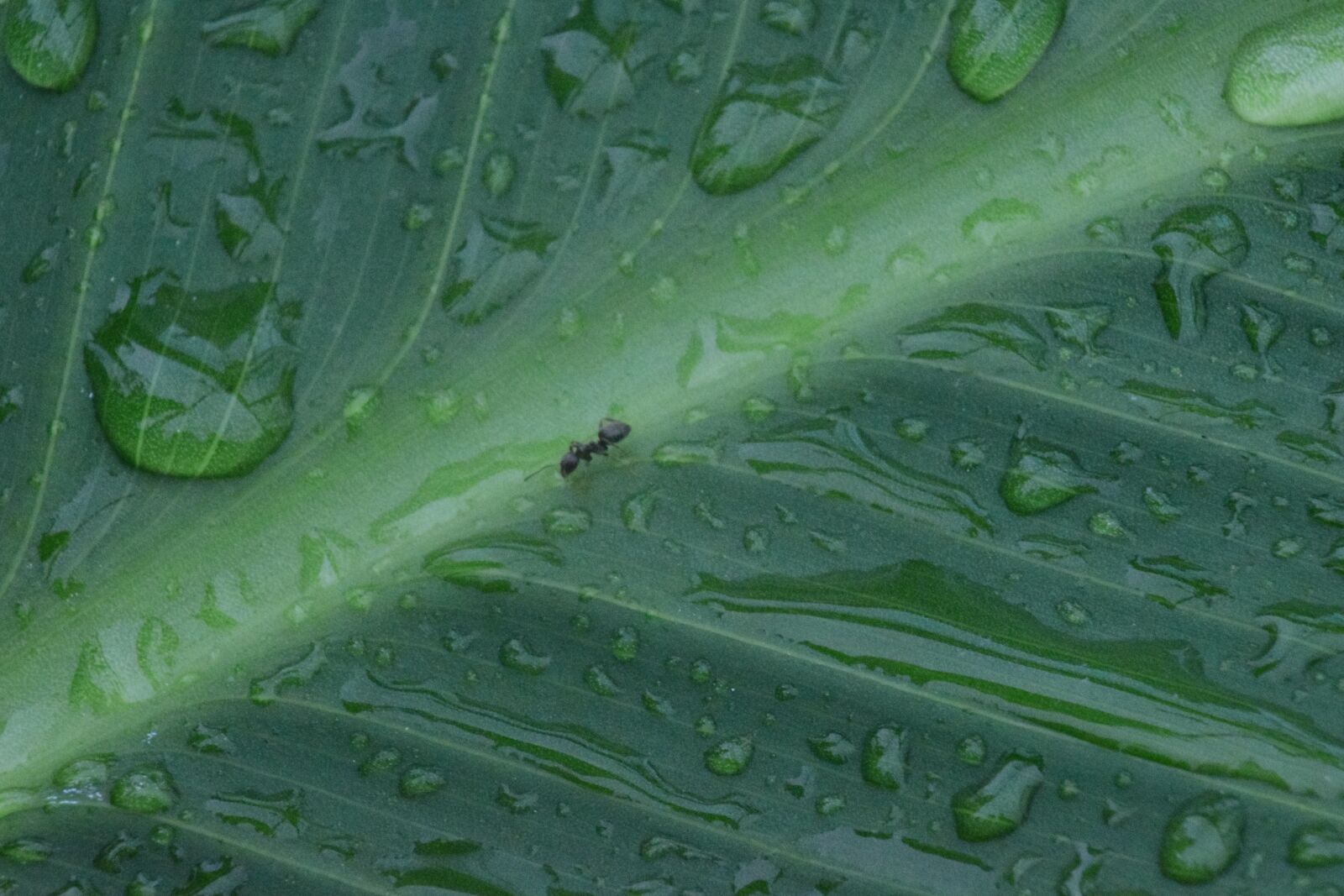 Nikon D5300 sample photo. Leaf, ant, macro photography