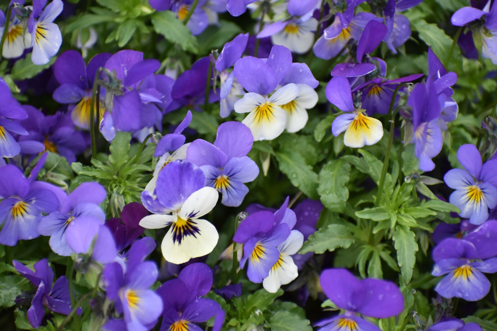 Nikon D3500 sample photo. Pansy, flowers, spring photography