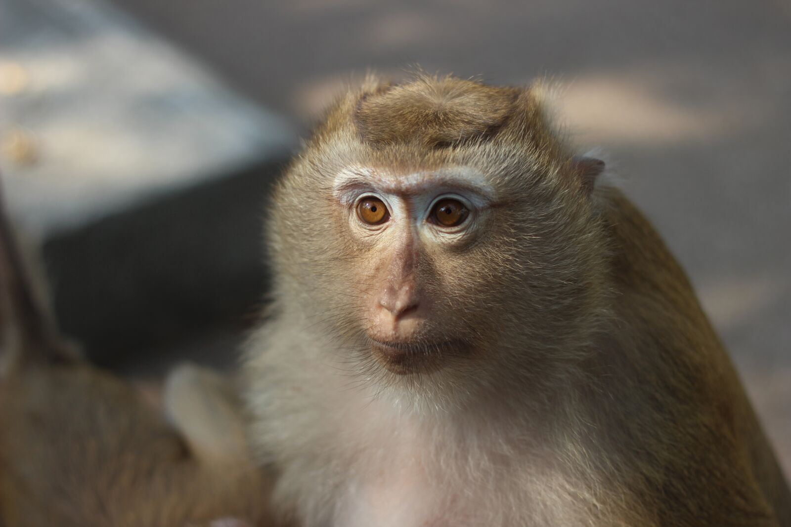 Canon EOS 600D (Rebel EOS T3i / EOS Kiss X5) + Canon EF 50mm F1.8 II sample photo. Monkey, animal, zoo photography