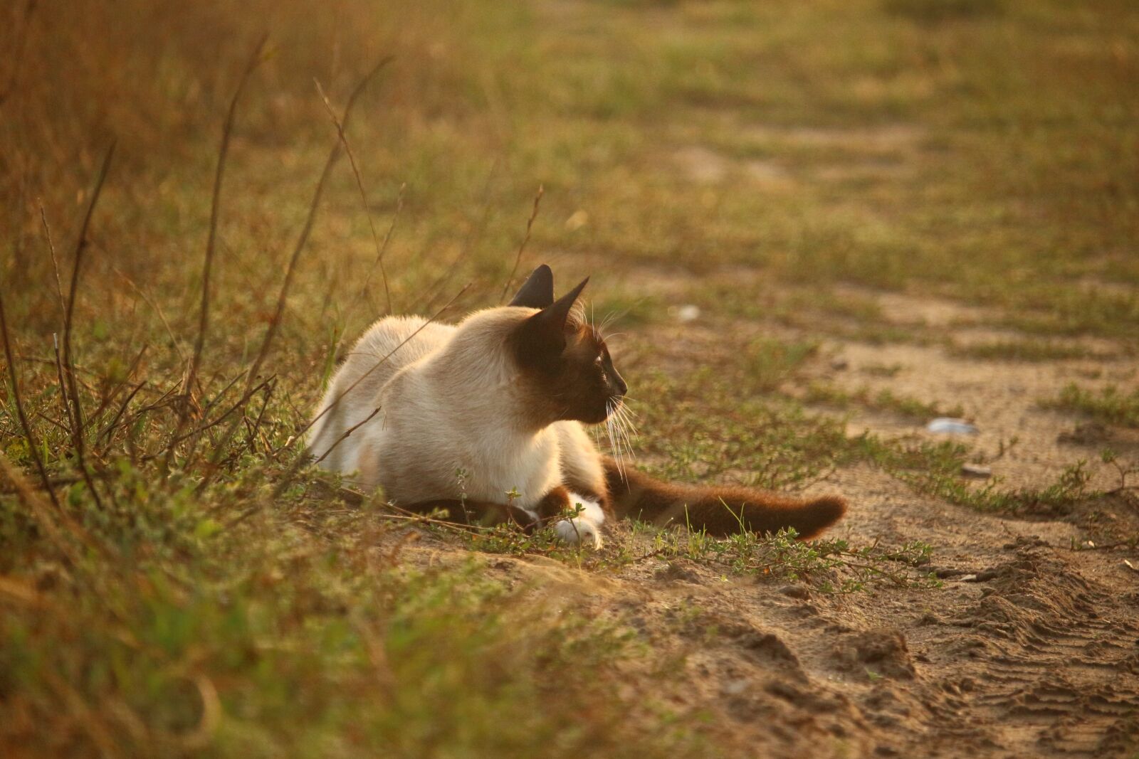 Canon EOS 100D (EOS Rebel SL1 / EOS Kiss X7) sample photo. Cat, kitten, mieze photography