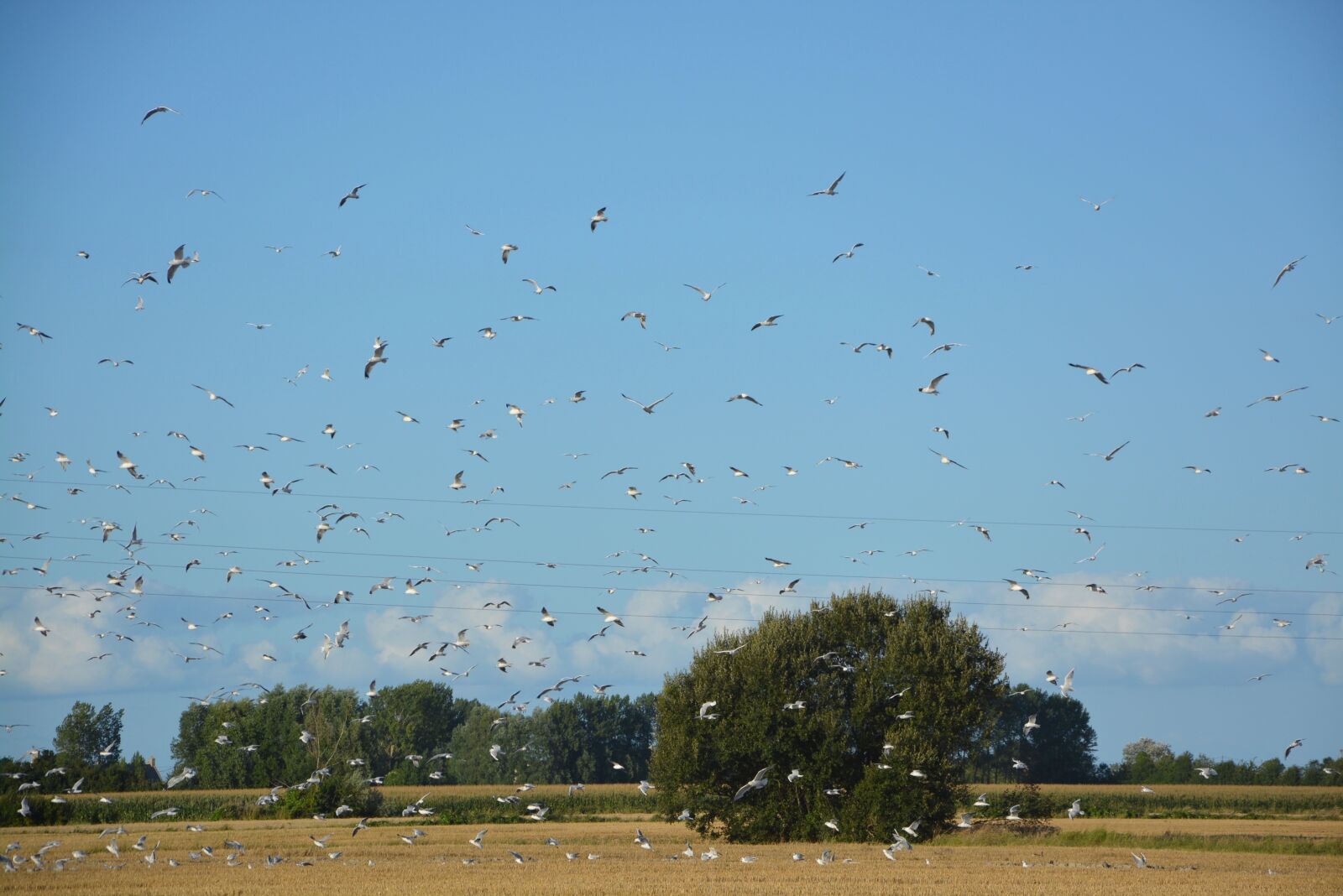 Nikon D5200 sample photo. Bird flight, birds, field photography