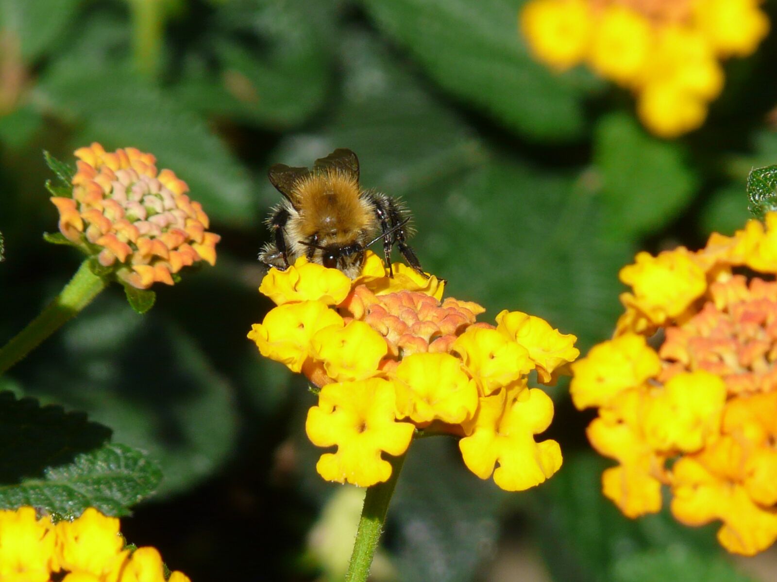 Panasonic DMC-FZ18 sample photo. Lantana, hummel, pollination photography