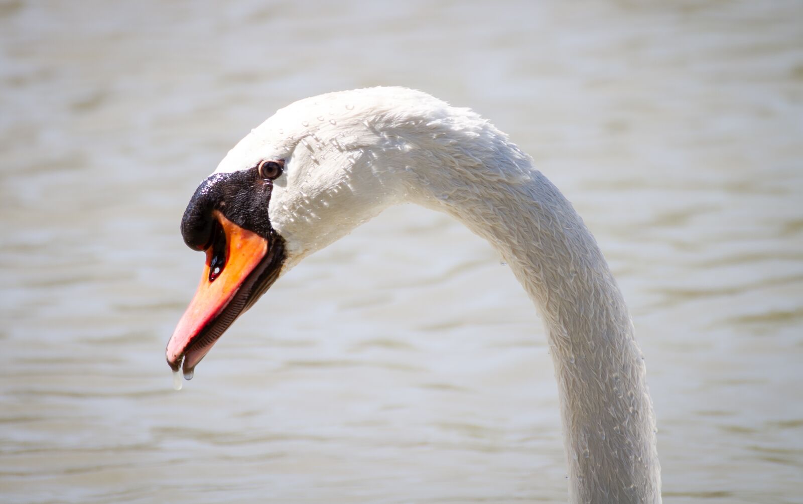 Canon EOS 7D sample photo. Swan, b ttyk s photography
