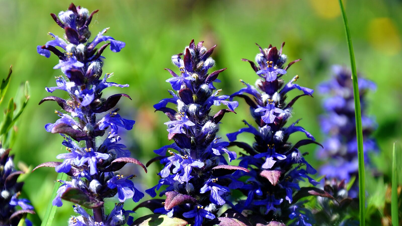 Nikon D90 sample photo. Spring, wildflower, meadow flower photography