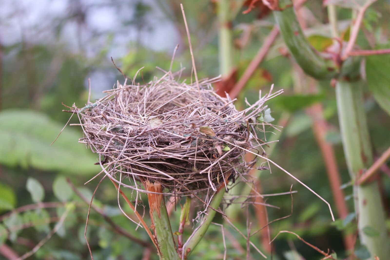Canon EOS 200D (EOS Rebel SL2 / EOS Kiss X9) sample photo. Nest, bird's nest, nest photography