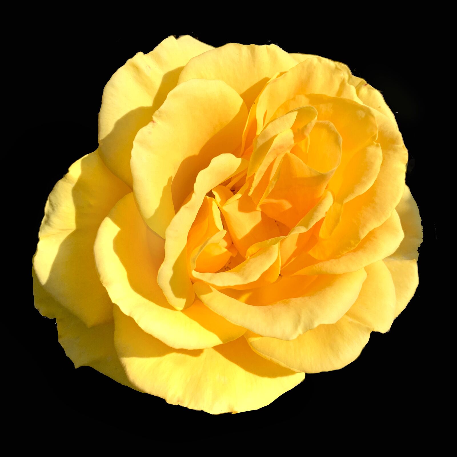Apple iPhone XS sample photo. Yellow, bright, rose photography