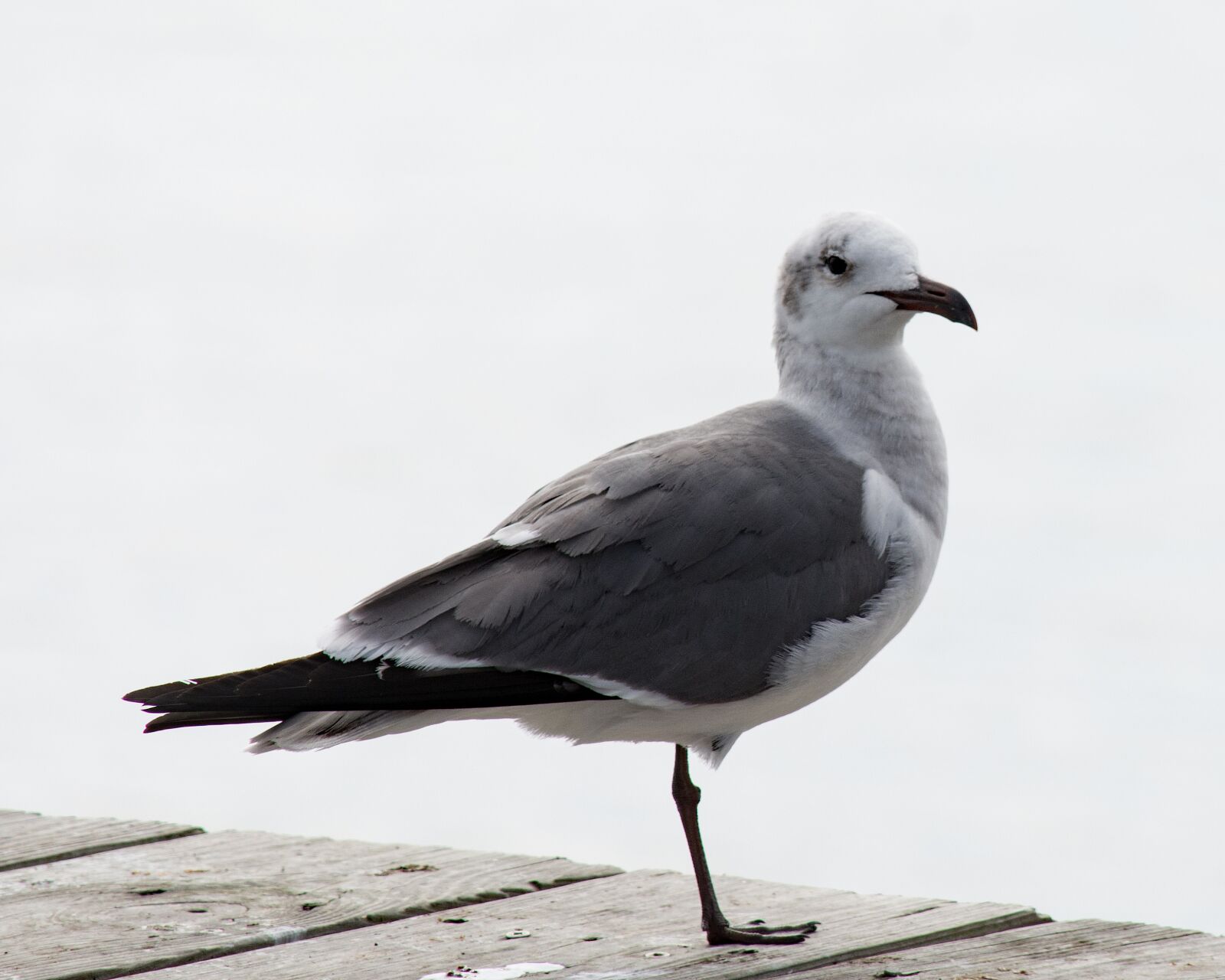 Nikon D7100 sample photo. Seagull, bird, white photography