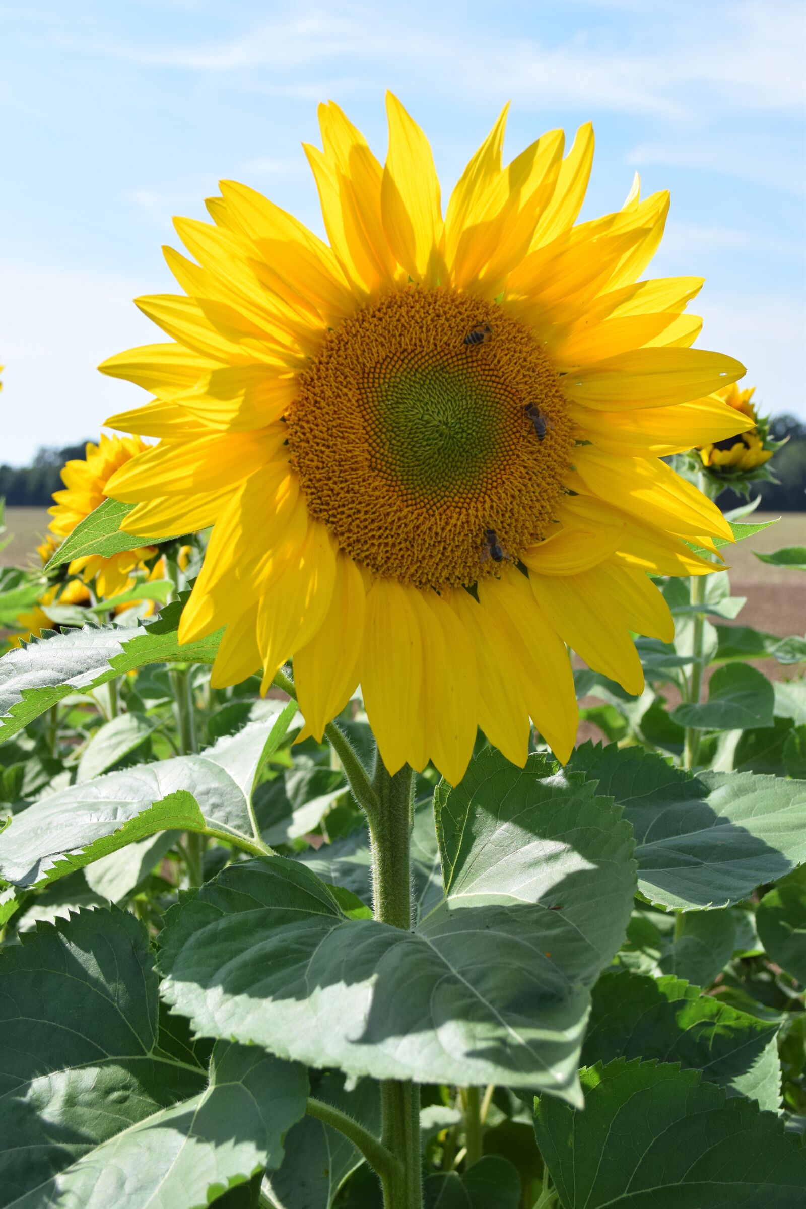 Nikon D5300 sample photo. Sunflower, plant, yellow photography