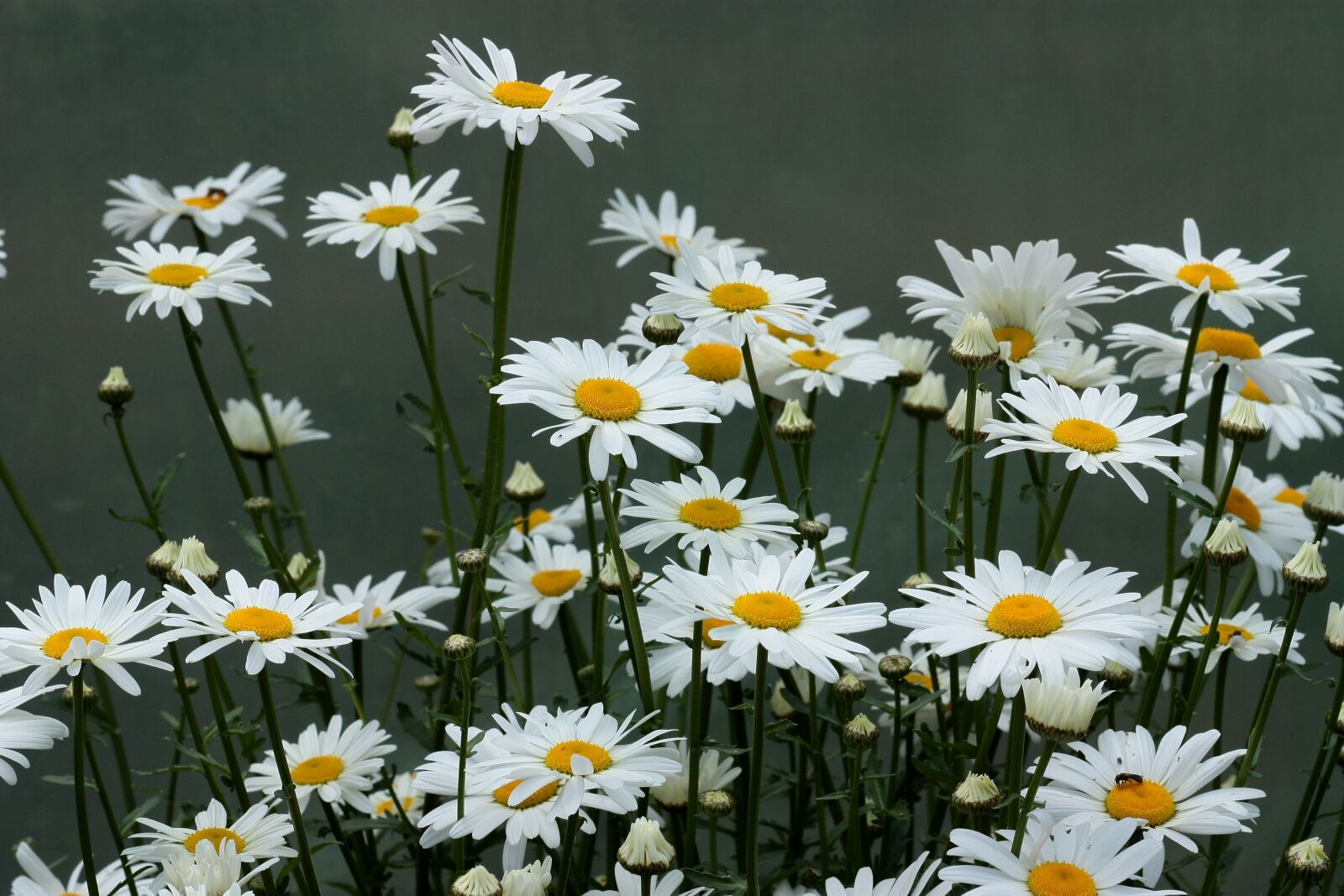 Canon EOS 450D (EOS Rebel XSi / EOS Kiss X2) sample photo. Daisy, flower, white photography
