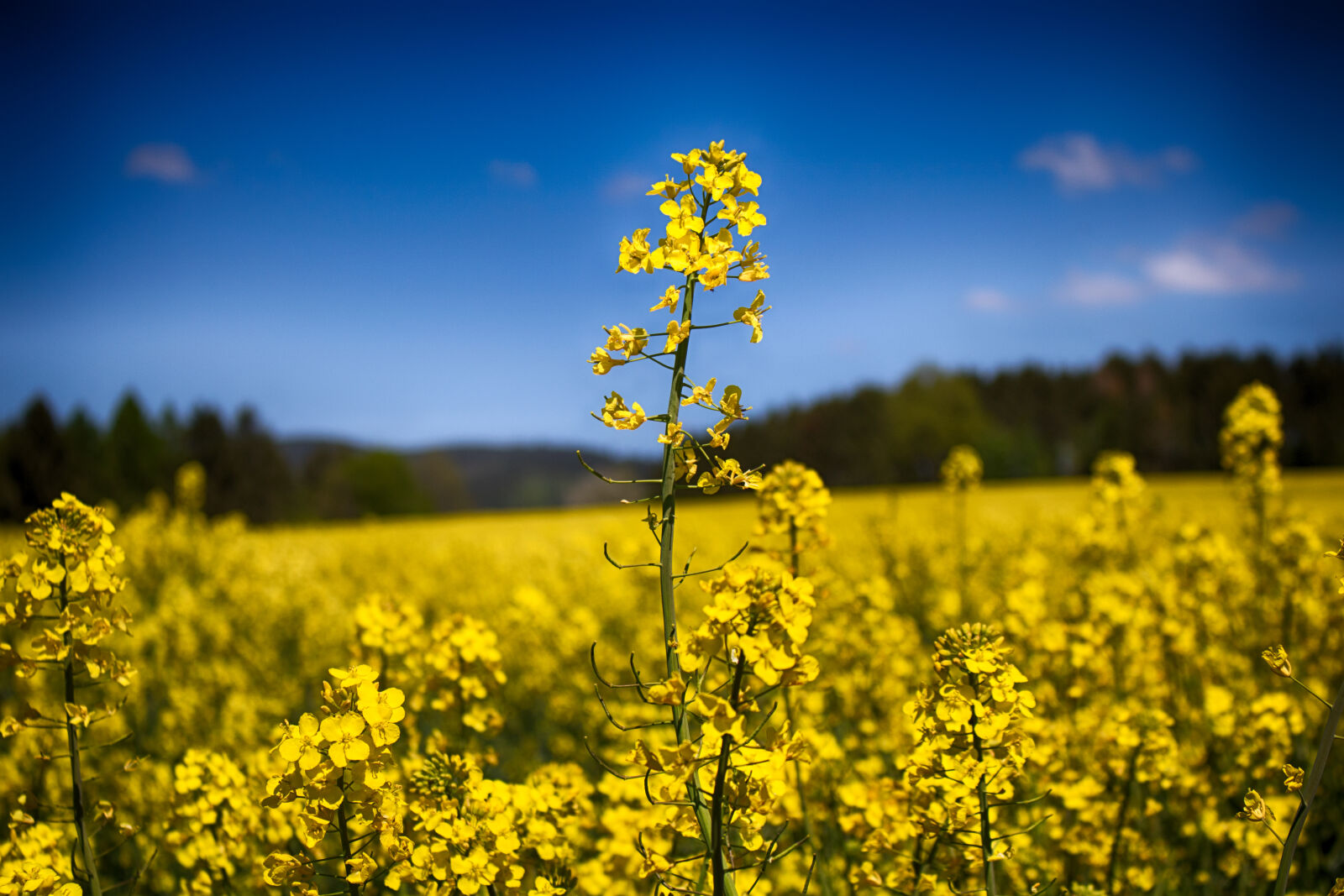 Canon EOS 750D (EOS Rebel T6i / EOS Kiss X8i) sample photo. Nature, sunny, field, sun photography