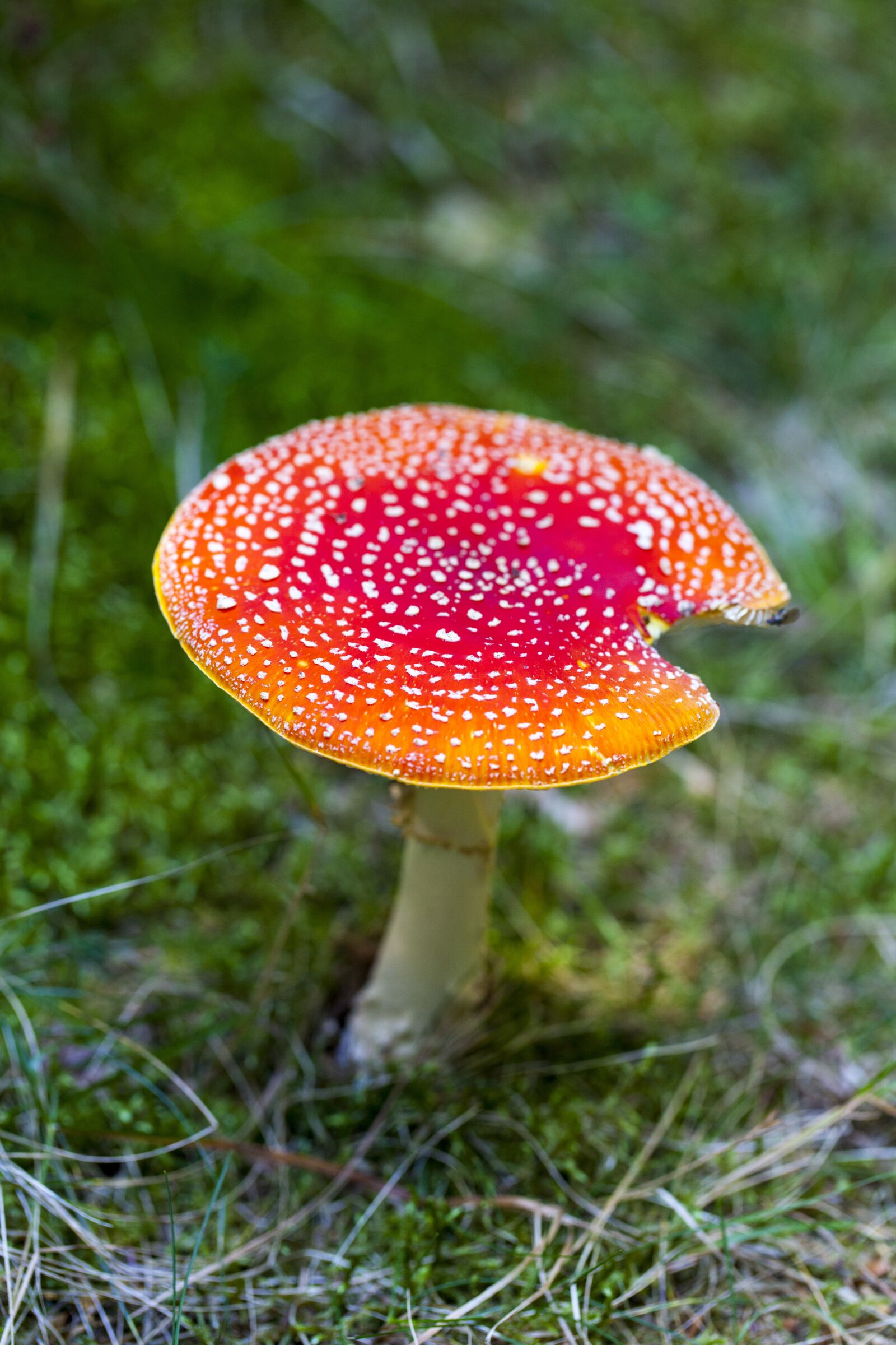 Canon EF 100mm F2.8L Macro IS USM sample photo. Amanita muscaria, toxic, wild photography