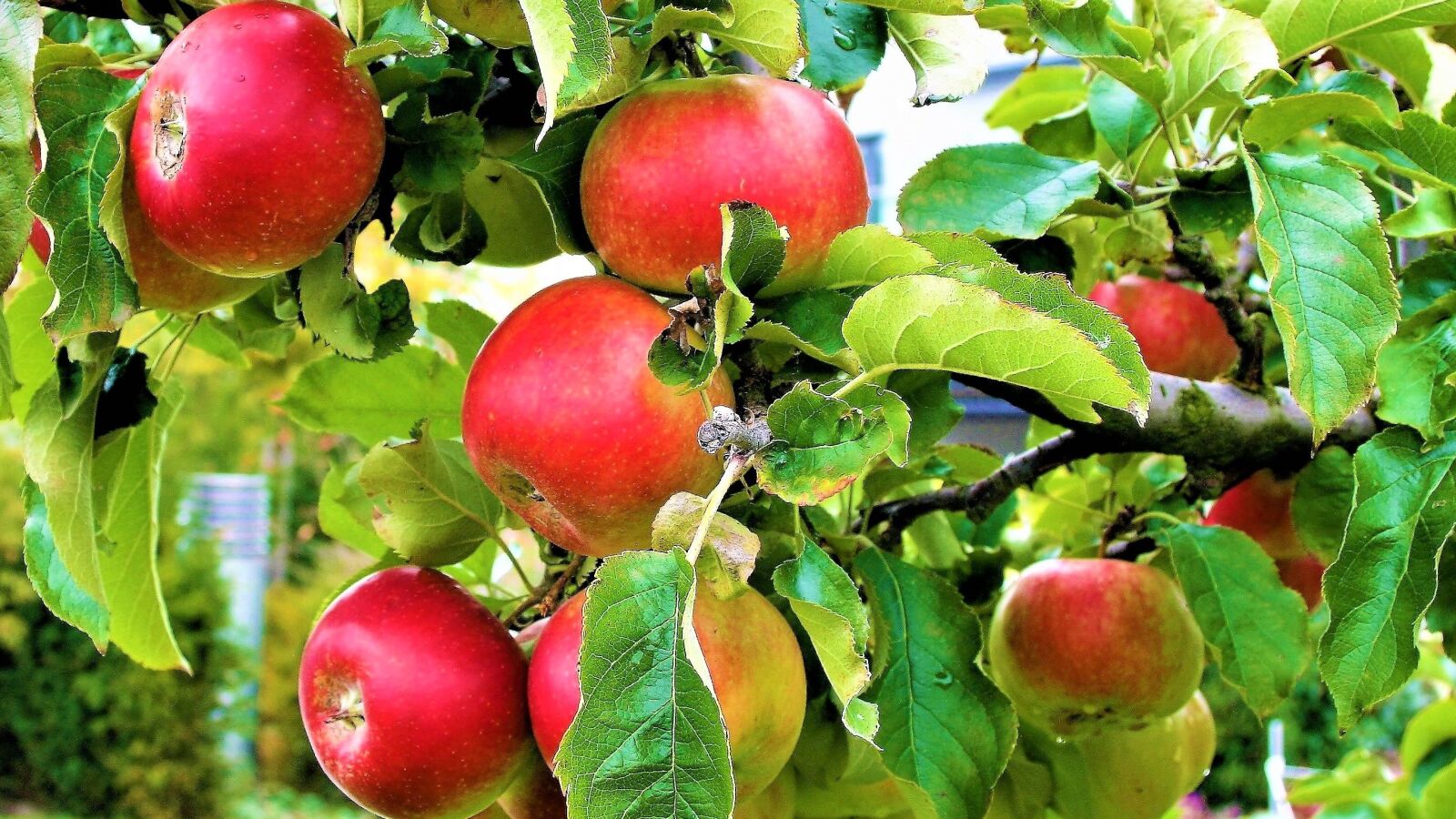 Canon EOS 400D (EOS Digital Rebel XTi / EOS Kiss Digital X) sample photo. Fruit growing, red, apple photography