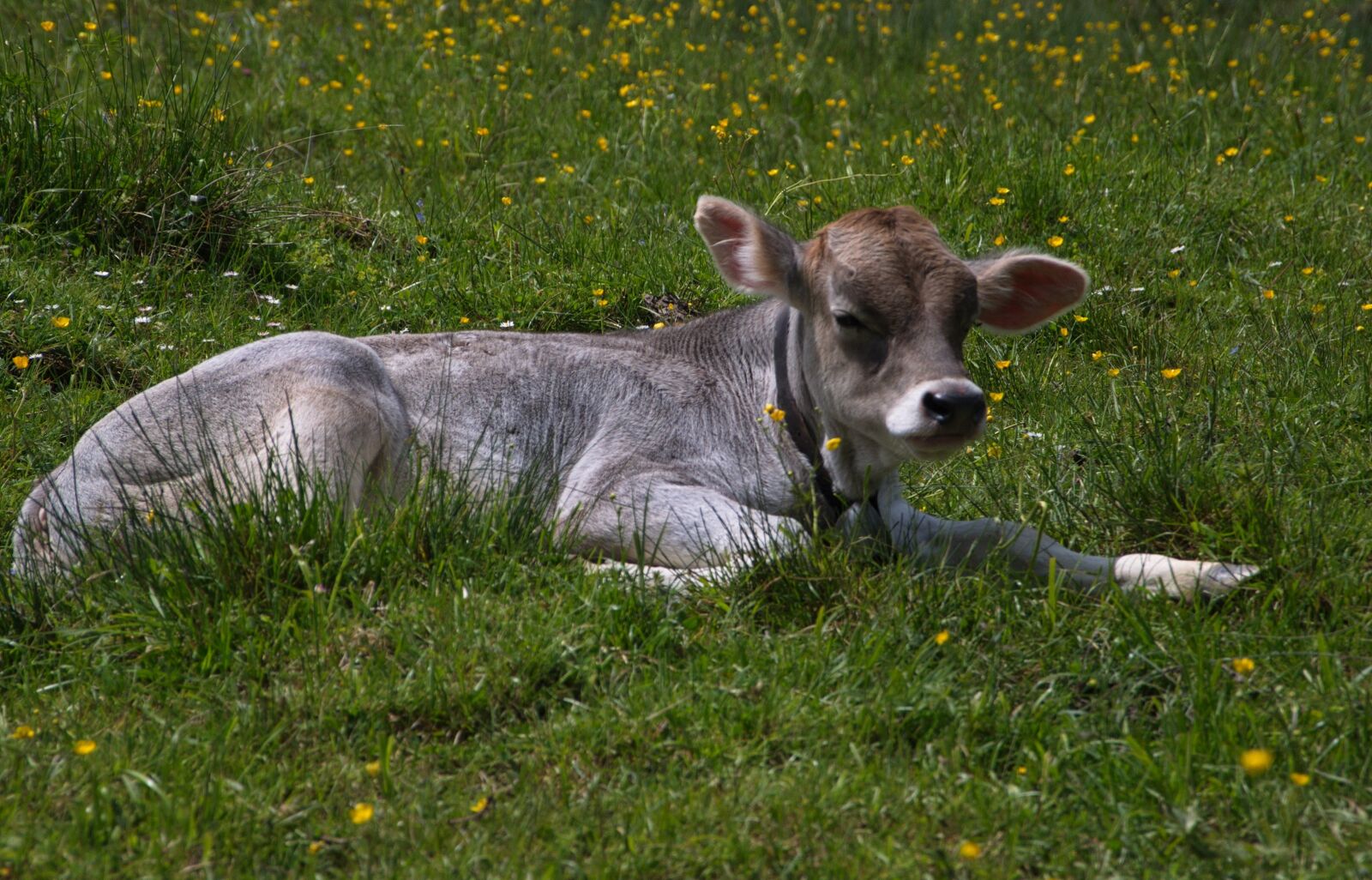 Nikon D90 sample photo. Cow, nature, grass photography