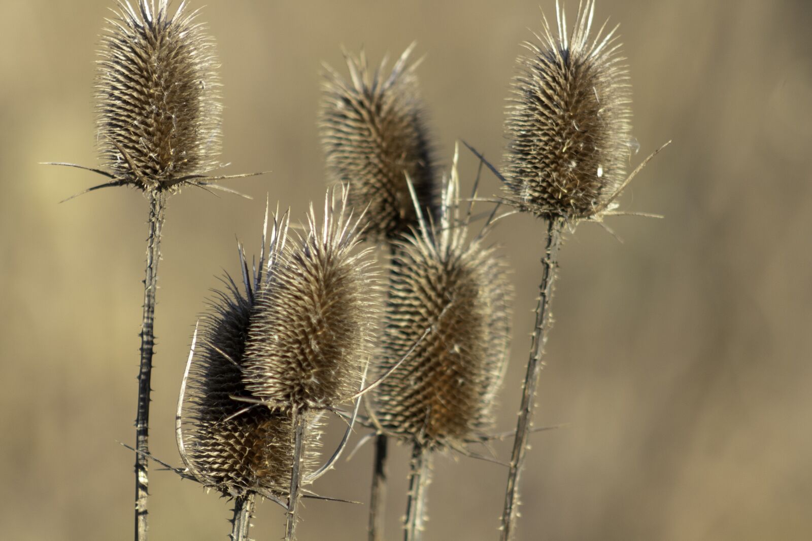 Canon EF75-300mm f/4-5.6 sample photo. Wildflower, stalk, szam rk photography