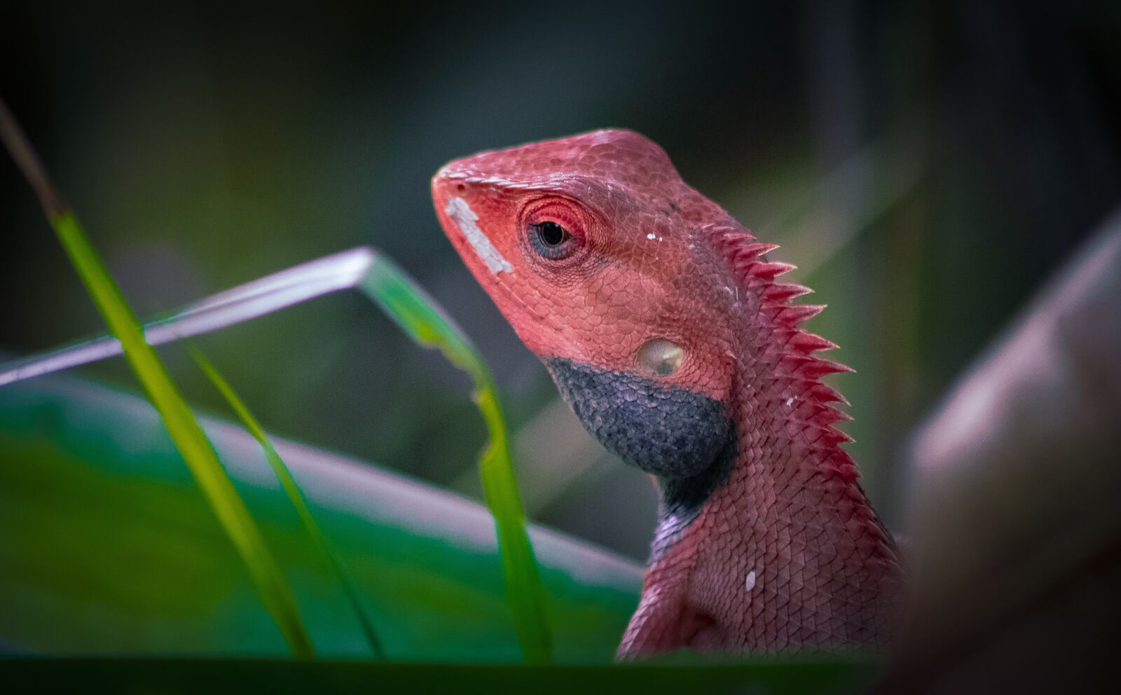 Nikon D5100 sample photo. Oriental garden lizard, colors photography