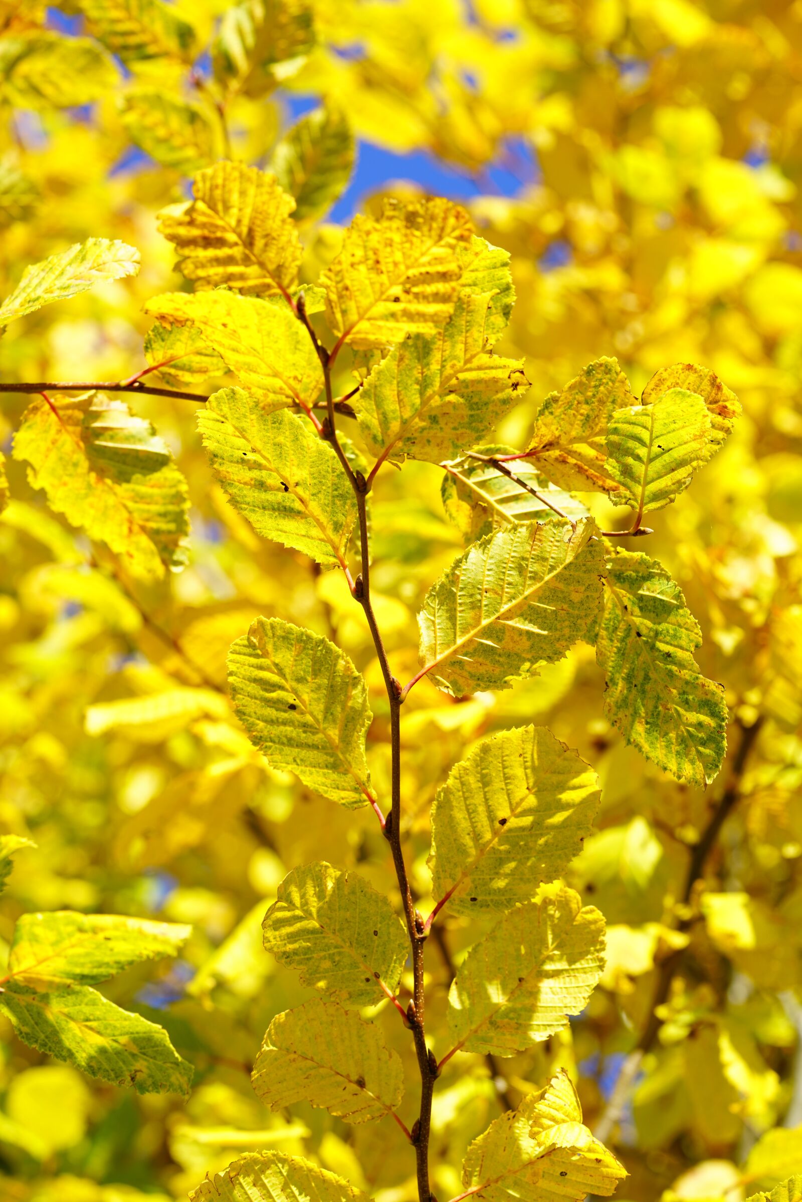 Sony a7R II + Sony FE 90mm F2.8 Macro G OSS sample photo. Leaves, fall color, fall photography