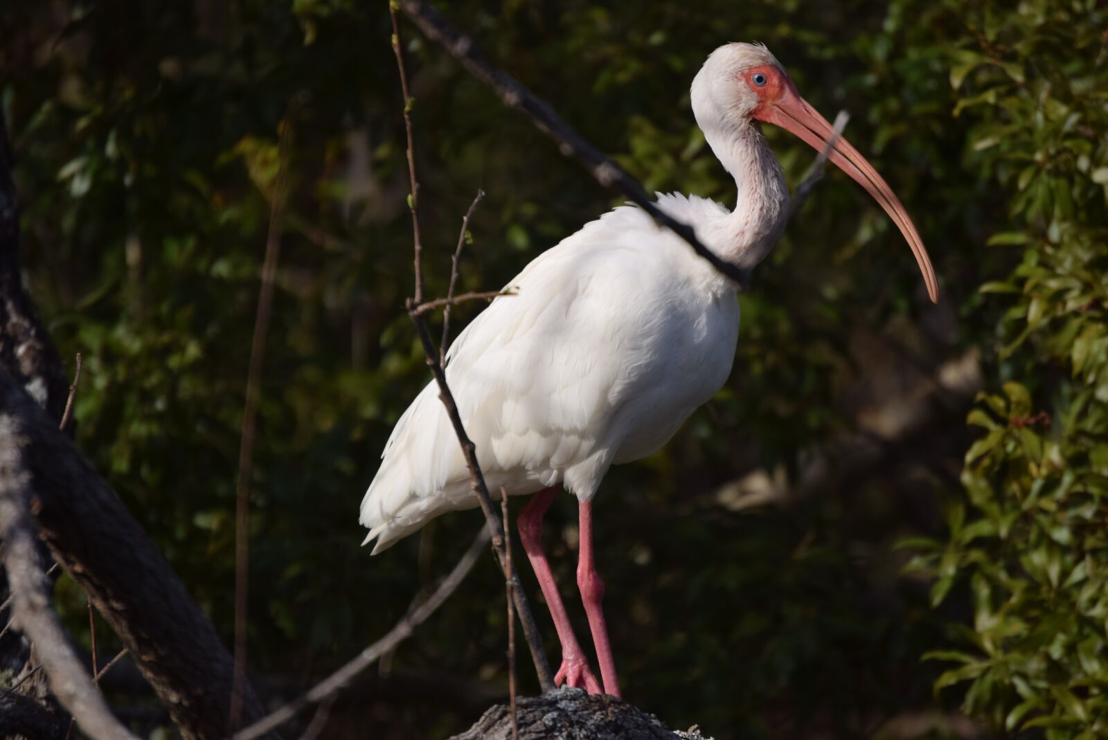 Nikon D5300 sample photo. Ibis, bird, forest photography