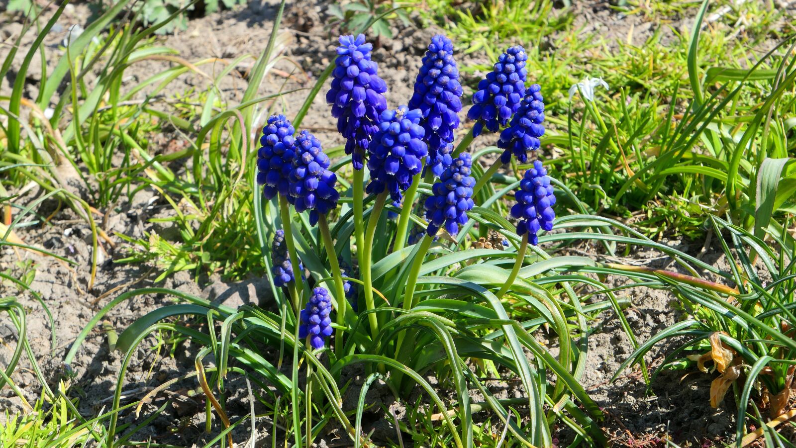 Panasonic Lumix DMC-LX10 (Lumix DMC-LX15) sample photo. Grape hyacinths, flowers, garden photography
