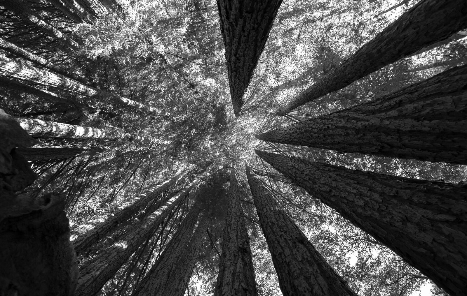 Nikon D5000 sample photo. Black, and, white, forest photography