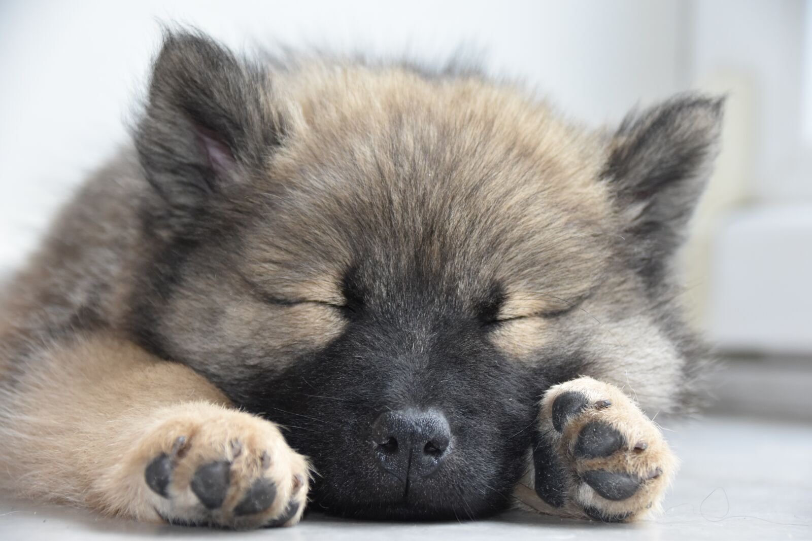Nikon D5600 sample photo. Eurasier, dog, puppy photography