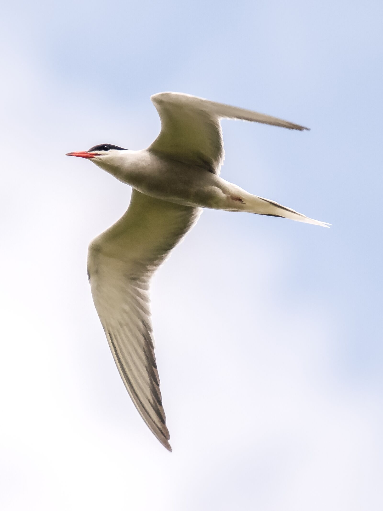 Olympus E-3 sample photo. River tern, tern, bird photography